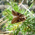 W drodze na latarnię Stilo - Błyszczka jarzynówka - Autographa gamma .