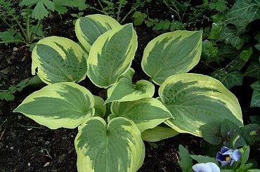 W moim ogrodzie. Funkia 'Snow Cap' #Funkia #Hosta #MÓJODRÓD #MojeRosliny #PieknoPrzyrody #kwiaty #ogrod #przyroda