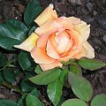 Rosa Wiener Charme
Róża Wiener Charme #RosaWienerCharme