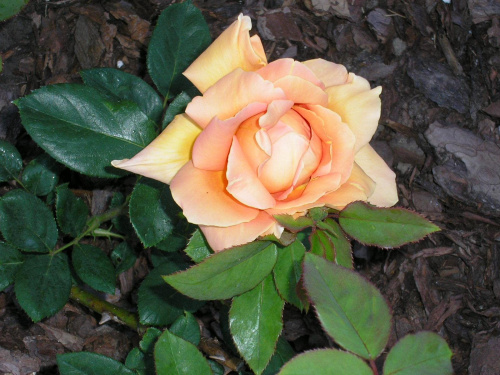 Rosa Wiener Charme
Róża Wiener Charme #RosaWienerCharme