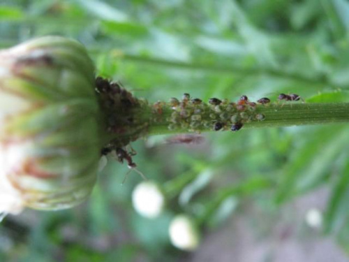 Atak robali #larwy #robaki #kwiaty #szkodniki