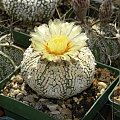 Astrophytum asterias cv supercabuto