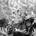Pelargonia w wersji czarno-białej #pelargonia #rośliny #kwiaty #doniczkowe