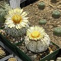 Astrophytum asterias cv supercabuto