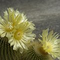 Notocactus leninghausii