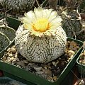 Astrophytum asterias cv supercabuto