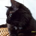 Sarabi