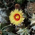 Astrophytum capricorne