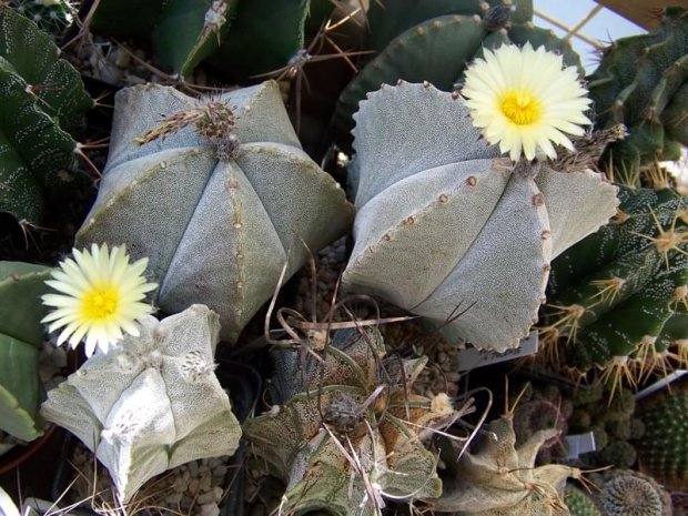 Astrophytum myriostigma