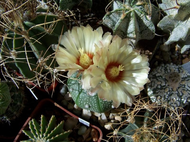 Astrophytum asterias