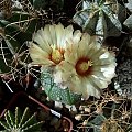 Astrophytum asterias