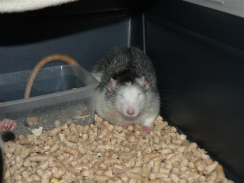 A ja sobie śpię - Hektor #gryzonie #szczury #zwierzęta