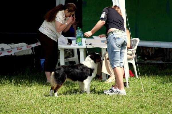 34 Krajowa Wystawa Psów w Ustroniu