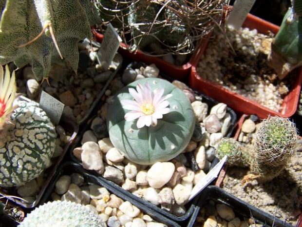 Lophophora williamsii