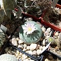 Lophophora williamsii