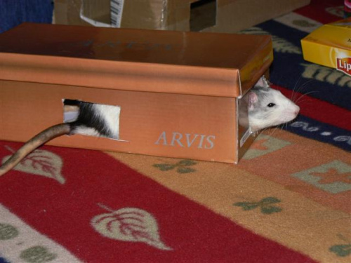 Zagadka :) #gryzonie #szczury #zwierzęta