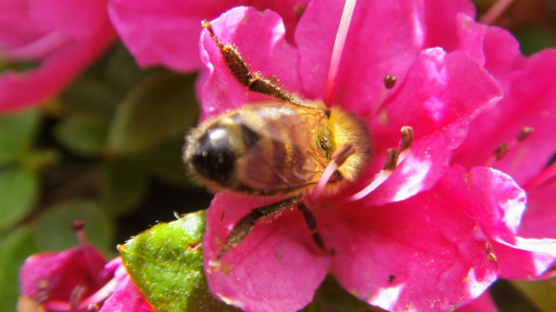 buszująca w kwiatku pszczółka :)