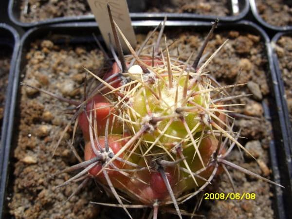 Gymnocalycium