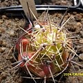 Gymnocalycium