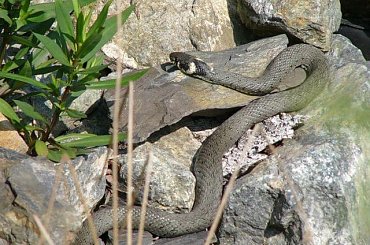 piękny zaskroniec #płazy #wąż