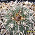 Gymnocalycium spegazzinii