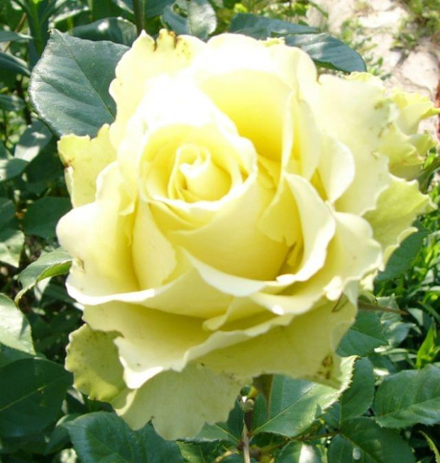 inna żółć #kwiatki #róże