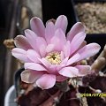 Gymnocalycium