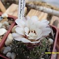 Gymnocalycium bodenbenderianum