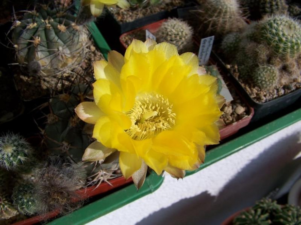 Acanthocalycium glaucum