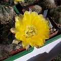 Acanthocalycium glaucum