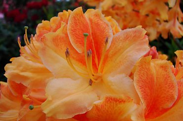 #kwiaty #rododendrony