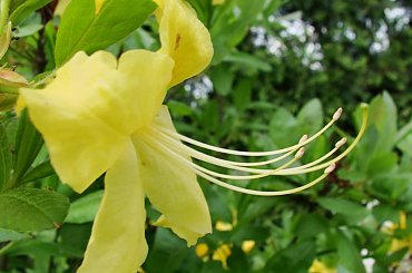 #kwiaty #rododendrony