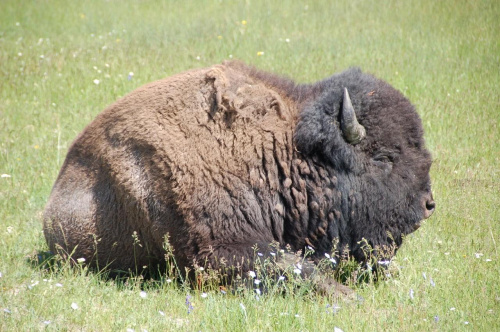 bizon w za przeproszeniem kłębie