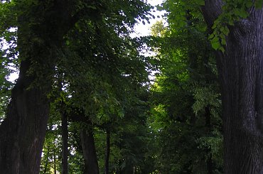 ścieżka #ścieżka #drzewa #park #Łańcut