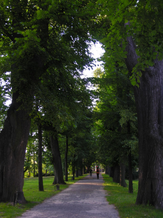 ścieżka #ścieżka #drzewa #park #Łańcut