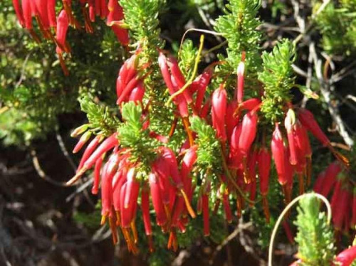 Kwiaty na Wyżynie Namaqua w RPA