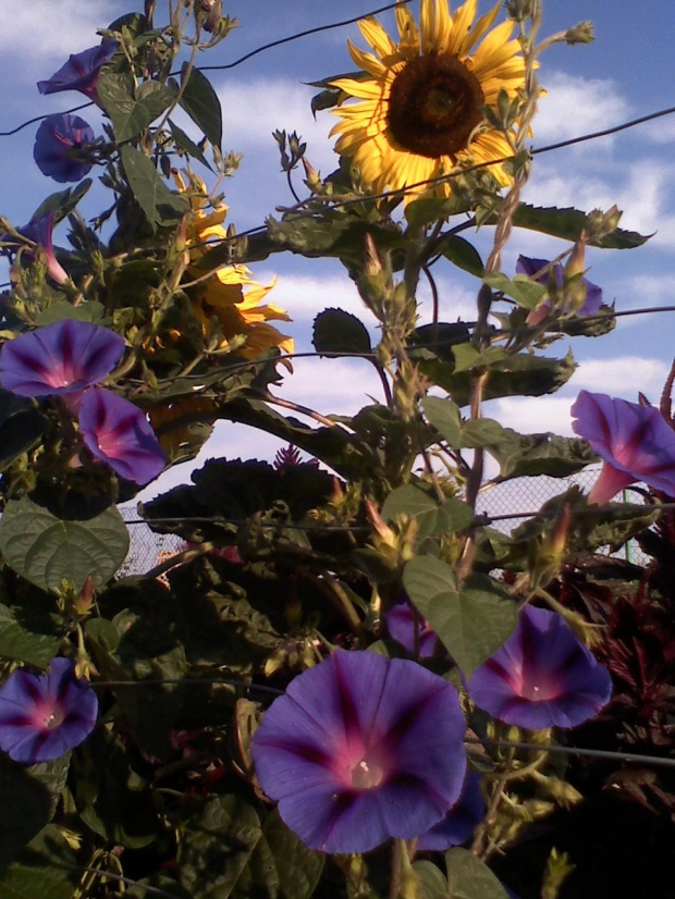 tyle słońca:)) #kwiaty