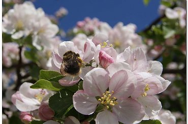 #kwiaty #jabłoń #trzmiel #owady