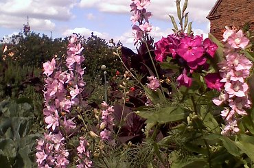 Zwyczajne wiejskie kwiaty... #ogrody