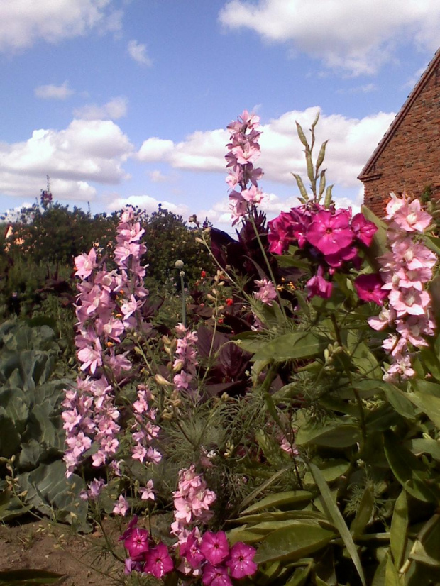 Zwyczajne wiejskie kwiaty... #ogrody