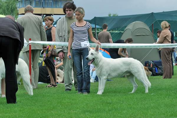 #WhiteSwissShepherd #BialyOwczarekSzwajcarski