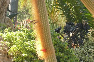 Rosną tutaj egzotyczne kaktusy #MonacoIMonteCarlo