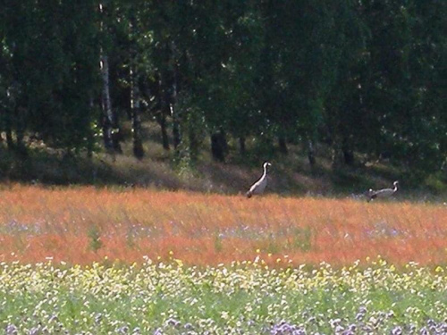 żurawie szare, okolice Lęborka #ptaki #żurawie