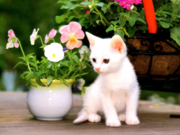 Mały koteczek obok wazonu