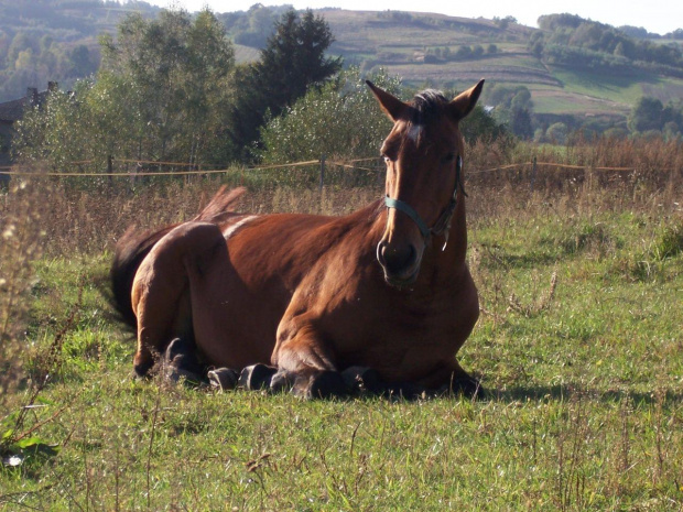 Guana :) #konie #Dubiecko #zwierzęta