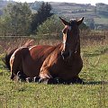 Guana :) #konie #Dubiecko #zwierzęta