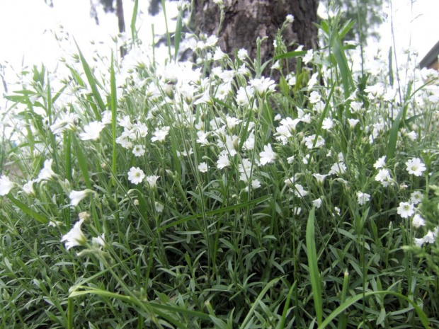 białe kwiatuszki