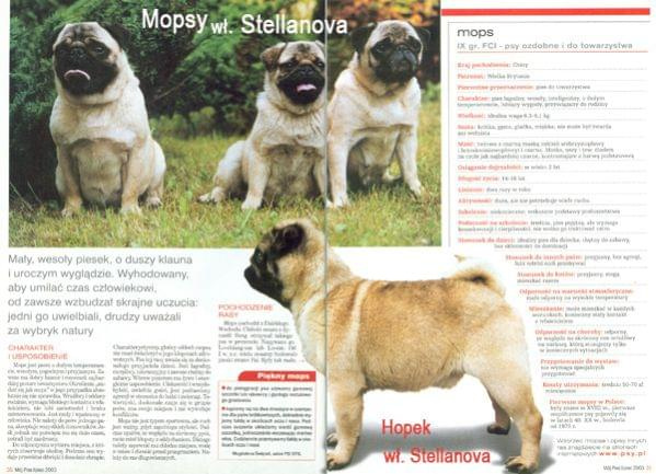 #mops #mopsy #pug