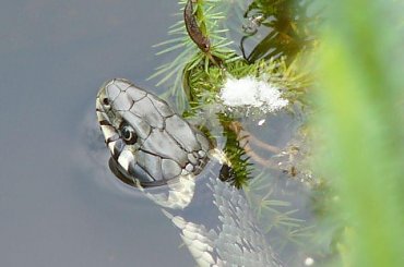 zaskroniec #wąż #zwierzęta