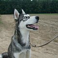 #husky